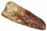 Fossil Spinosaurus Tooth - Robust Tooth #333626-1
